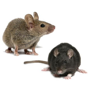 rats et souris